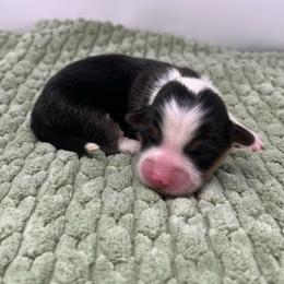 Cookie (fluffy) - Black and tan female Pembroke Welsh Corgi puppy in Waco, Texas from The Comma Corgis