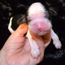 Major - Sable and white male Cocker Spaniel puppy in Florence, South Carolina from Reddick's American Cocker Spaniels