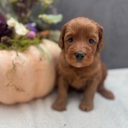Brie - Red female Australian Labradoodle puppy in Denton, Texas from Liberty Hill Labradoodles