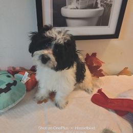 Icon - Black and white male Shorkie puppy in Boca Raton, Florida from Tina-Marie's Pups