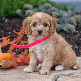 Crystal - Red female Cavapoo puppy in Gap, Pennsylvania from Country View Puppies ( License 18816)