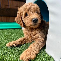 Ross - Red  male Goldendoodle puppy in Scappoose, Oregon from Mountainview Mini Doodles