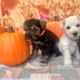 Miniature Schnauzer Puppies from Stellar Schnauzers