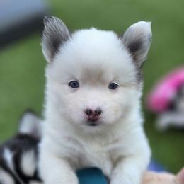 Karen - White female Pomsky puppy in Fredericksburg, Virginia from Purely Pomskies