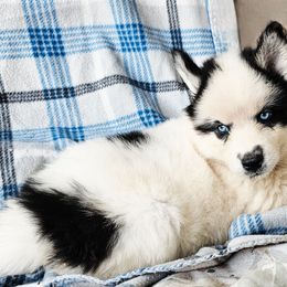 Rain - Black and white female Siberian Husky puppy in Urbana, Ohio from Fairhaven's Siberian Huskies