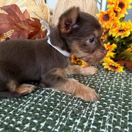Girl 1 - Chocolate and tan female Yorkshire Terrier puppy in Hudson, Florida from MCM Acres