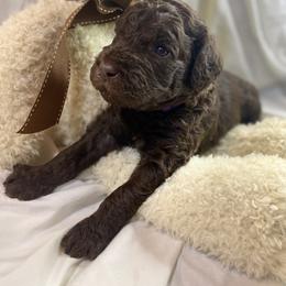 Labradoodle Puppies from Molly’s Doodles