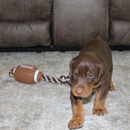 Doberman Pinscher Puppies from Franklin Dobermans