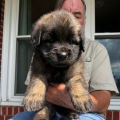 Girl 7 (Bliss) - Reddish brown female Leonberger puppy in Manchester, Tennessee from Bois D’Arc Leonbergers