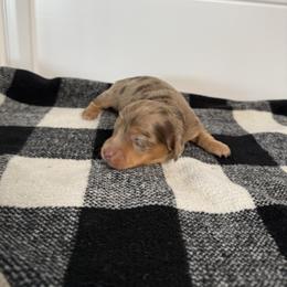 Chocolate dapple - Dapple female Dachshund puppy in San Diego, California from San Diego Dachshunds