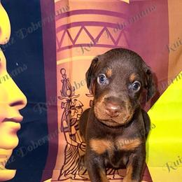 Pink Collar - Red and rust female Doberman Pinscher puppy in Louisville, Kentucky from Ruiz Dobermans