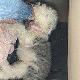 Havanese and Sheepadoodles from Mountain Dream Acres