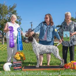 Gryffon - German Shorthaired Pointer