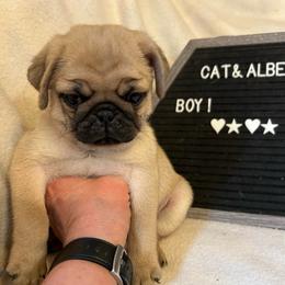 Fawn boy 1 - Fawn male Pug puppy in Norborne, Missouri from Pug Palace