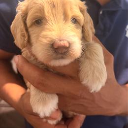 Cinnamon - Brown and white female Sheepadoodle puppy in Amherst, Ohio from Barking doodles