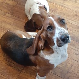 Edith - Basset Hound