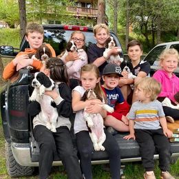 English Springer Spaniel Puppies from WorleyByrd Springers