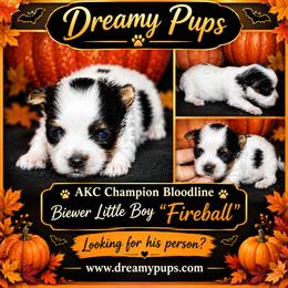 AKC Champion Bloodline Little Fireball - Black tan and white male Biewer Terrier puppy in Kennesaw, Georgia from Dreamy Pups