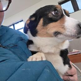 Moo - Black and tan female American Corgi puppy in Bland, Missouri from Shadey Lane Corgis