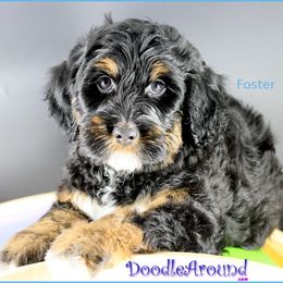 Foster - Black male Australian Labradoodle puppy in Billings, Montana from Doodle Around