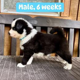 Blue collar - Black and white male Yakutian Laika puppy in Bethel, Ohio from Caldersong Kennels