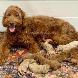Miniature-4th pick - Red  female Goldendoodle puppy in Tennessee from Lee Family Puppies