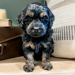 Bear - Black and tan male Cavapoo puppy in Flagstaff, Arizona from Gunstock Doodles