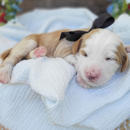 Valor - Red male Bernedoodle puppy in Warrior, Alabama from Elite Goldendoodles and Bernedoodles