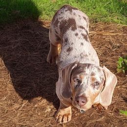 Buckshot - Dachshund