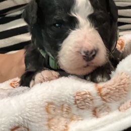 Bernedoodle Puppies from A MAYSING Bernedoodles