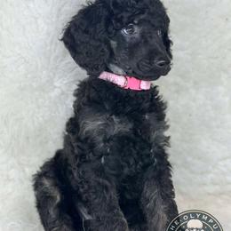 🩵🩷Bellatrix🩵🩷 - Poodle puppy from The Olympus Standard Poodle