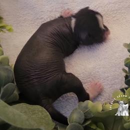 Chinese Crested Puppies from Crestie Charm Cottage