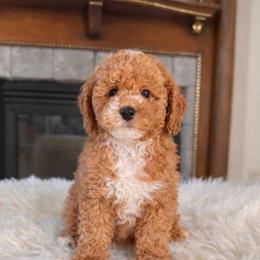Pink - Caramel female Australian Labradoodle puppy in Aurora, Oregon from Divine Poodles