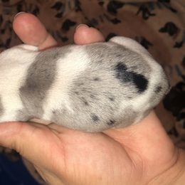 Roger - Piebald Dachshund puppy in Saint Paul, Minnesota from Vibrant Eyes Doxies