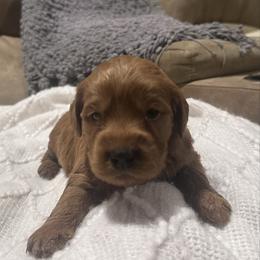 Bella - Red  female Goldendoodle puppy in Graham, North Carolina from Geise Meadow Doodles