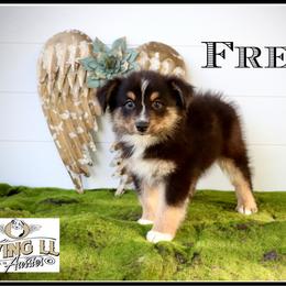 Fredie - Black tri male Miniature Australian Shepherd puppy in Madisonville, Texas from Flying LL Aussies