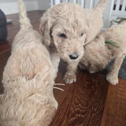 Sheepadoodle Puppies from Regalpups