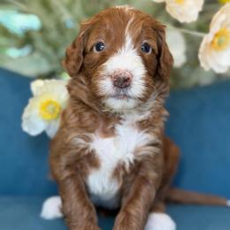 Malibu - Red  female Goldendoodle puppy in Yuciapa, California from AlltheDoodlez_