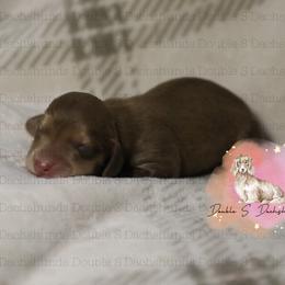 Cara - Cream female Dachshund puppy in Timpson, Texas from Double S Kennel