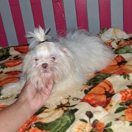 Boy 2 - White male Shih Tzu puppy in Birmingham, Alabama from K&D kennels