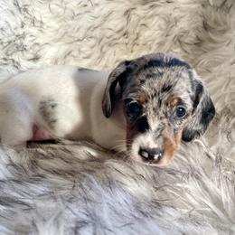 Sugar - Black and tan female Dachshund puppy in Granbury, Texas from Welden’s Miniature Dachshunds