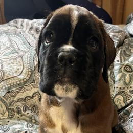 Boxer Puppies from Von Royal Dell’Infinite