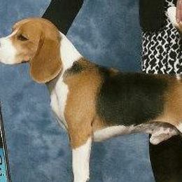Beagles from Bridgehill Beagles