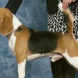 Beagles from Bridgehill Beagles