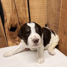 Boy 2 - Brown and white male Aussiedoodle puppy in Lavonia, Georgia from H & A Kennels