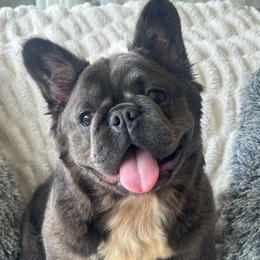 Vexy - French Bulldog