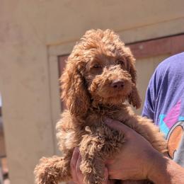 Blue collar - Apricot male Goldendoodle puppy in San Tan Valley, Arizona from Top Gun Golden Retrievers