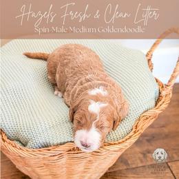 Puppy Pick 8 - Red  female Goldendoodle puppy in Whitesburg, Georgia from Asbury & Co Farms