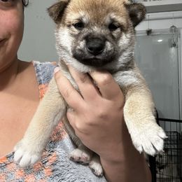 Taro- first born - Red male Shiba Inu puppy in Lehigh Acres, Florida from SWFL Happy Dogs