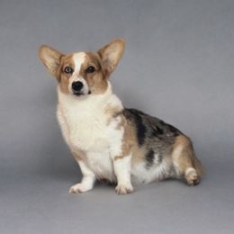 Heaven - American Corgi